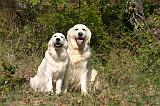 GOLDEN RETRIEVER 1110